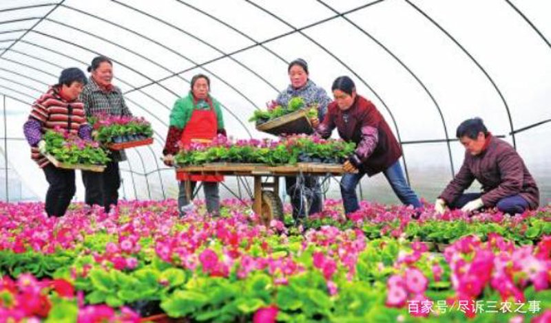 农村创业